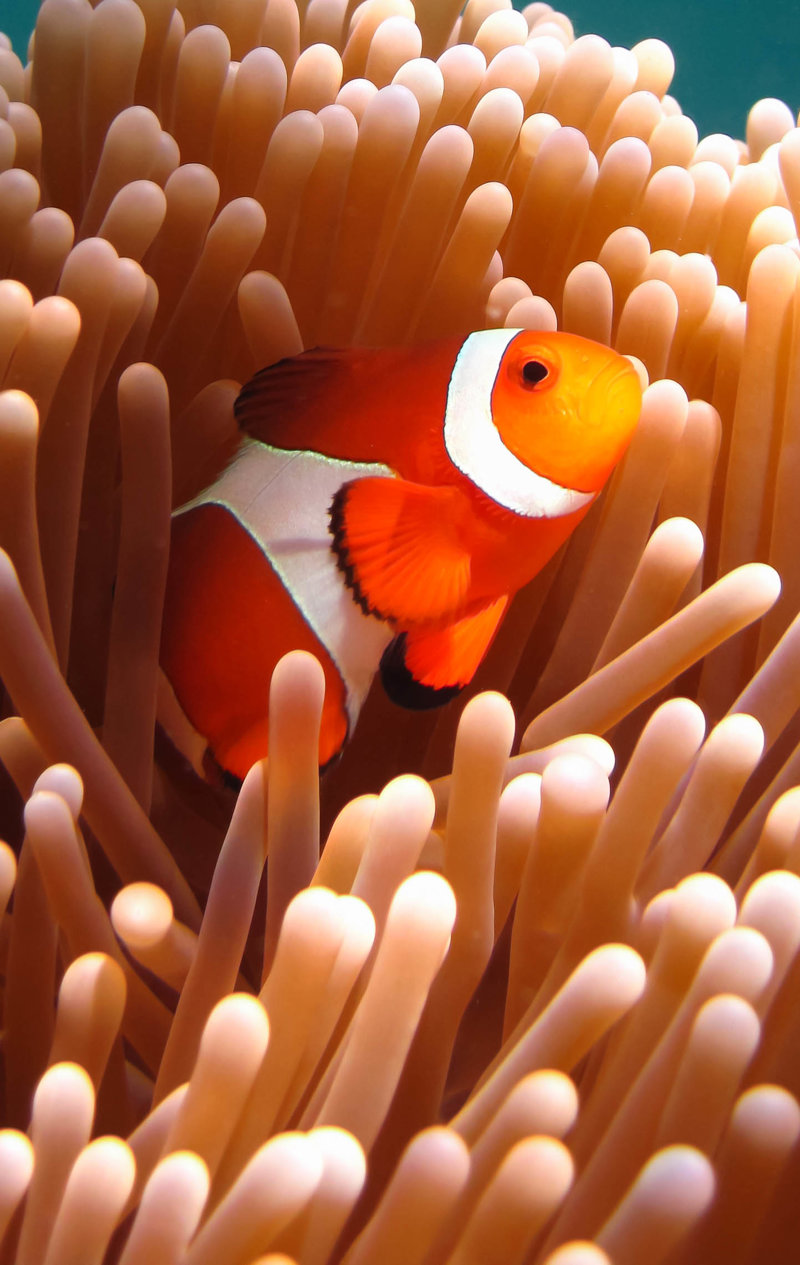 Θα εξερευνήσουμε υπέροχους βυθούς