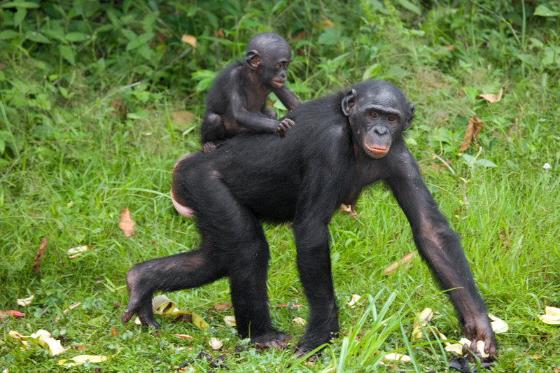 Tο Lola ya Bonobo Sanctuary 