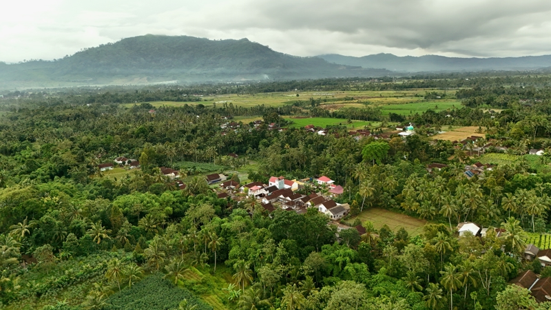 Οι φυτείες Καλιμπάρου