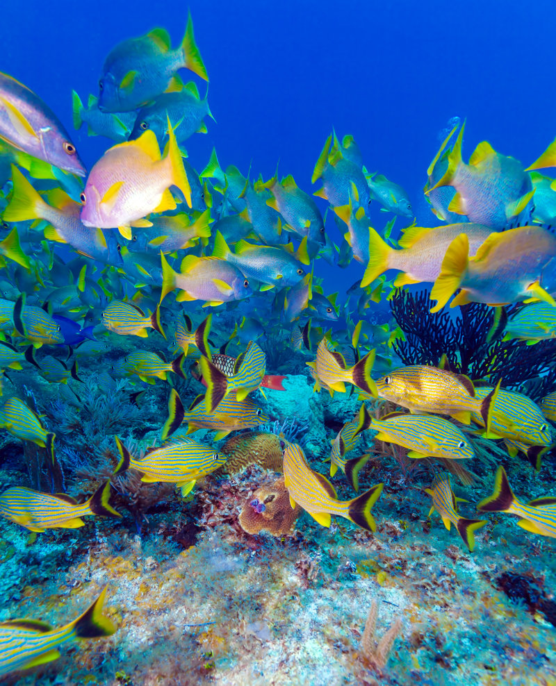 Κάντε snorkelling στον Μεγάλο Ύφαλο του Μπελίζ 