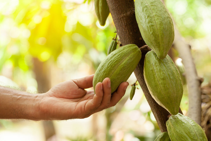 Περιήγηση καφέ στο Finca La Cabaña