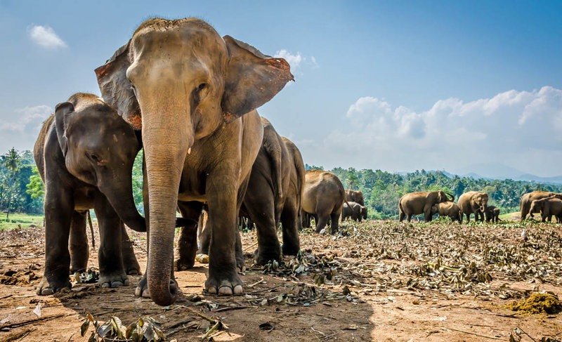 O Eθνικός Δρυμός Γιάλα