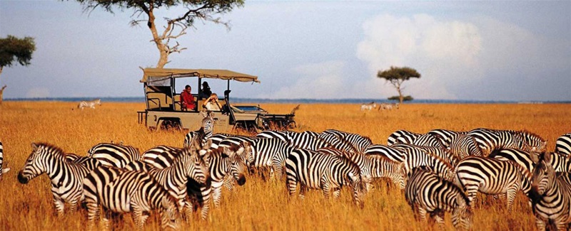 Σαφάρι, Κένυα 