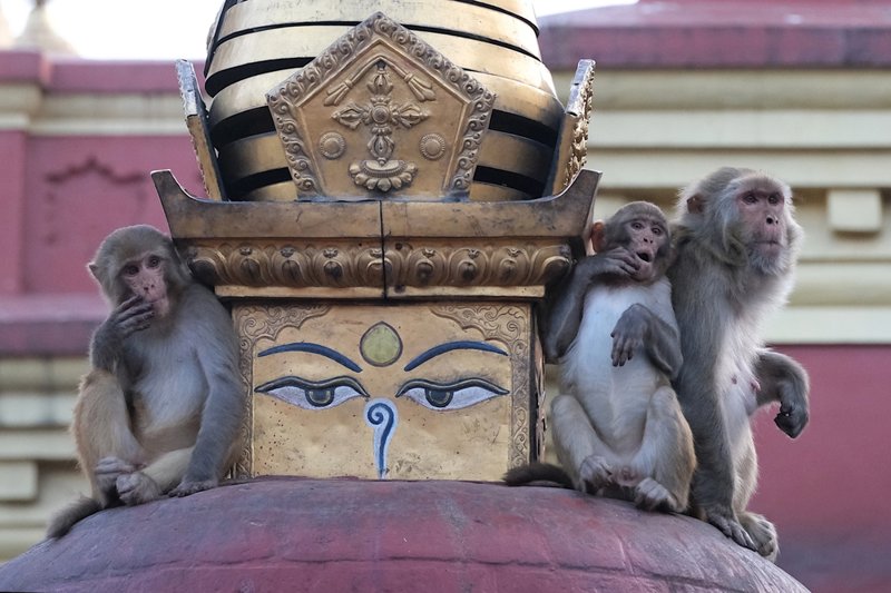 Σουαγιαμπουνάθ, ο Ναός των μαϊμούδων