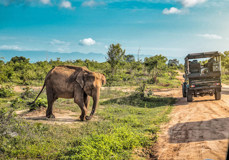 Σαφάρι στο Εθνικό Πάρκο Γιάλα