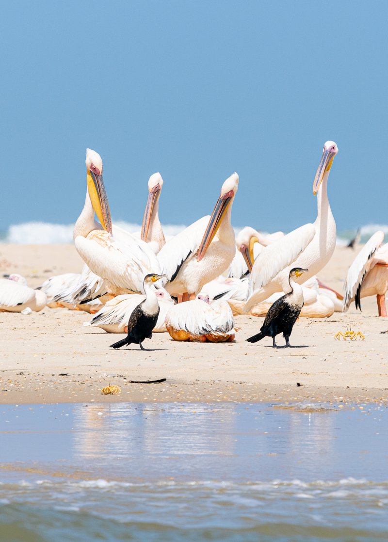 Εθνικό Πάρκο Djoudj