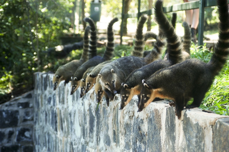 Tα άγρια ζώα του Ιγκουασού