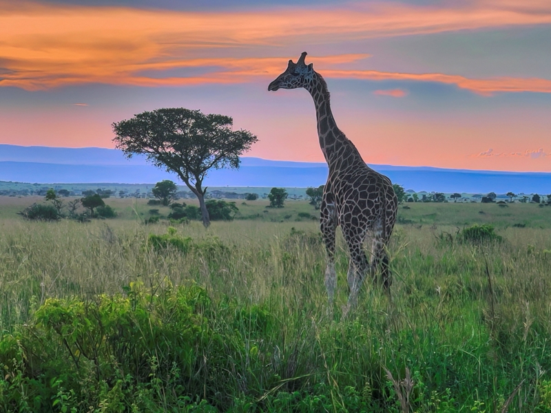 ΚΑΤΑΡΡΑΚΤΕΣ ΜΕΡΤΣΙΣΟΝ: Σαφάρι και βαρκάδα στον Λευκό Νείλο