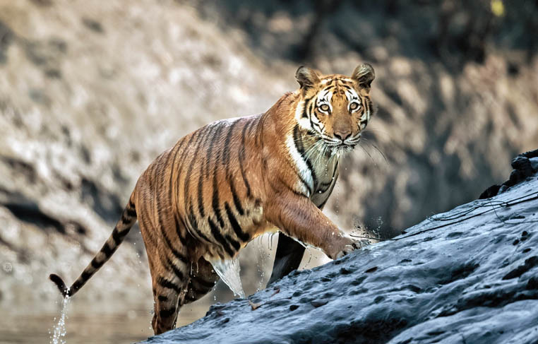 Τίγρη της Βεγγάλης, Εθνικό Πάρκο Τσιτουάν 