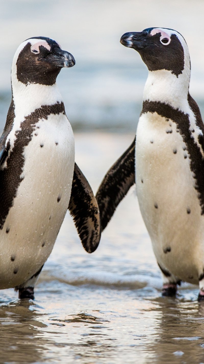 Γνωρίζουμε τους μικρούς μας φίλους!