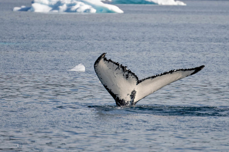 Παρατήρηση φαλαινών στον κόλπο Ντίσκο 