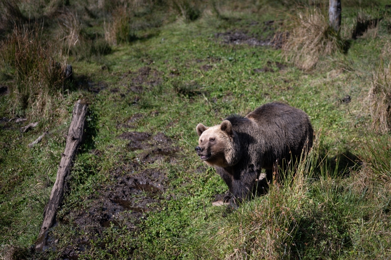 Parc Animalier des Pyrénées