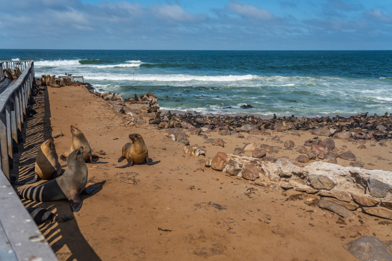 Η τεράστια αποικία από φώκιες