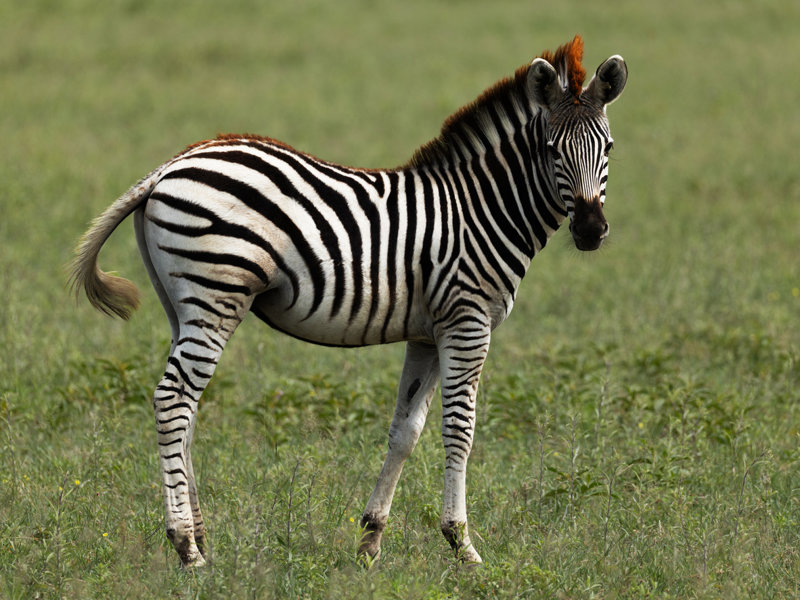 Χλωρίδα και πανίδα 