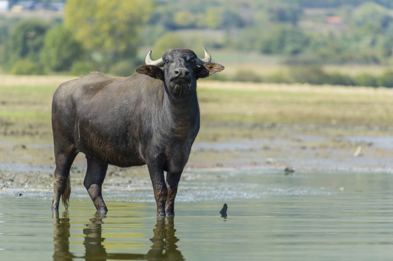 Επίσκεψη σε φάρμα με βουβάλια