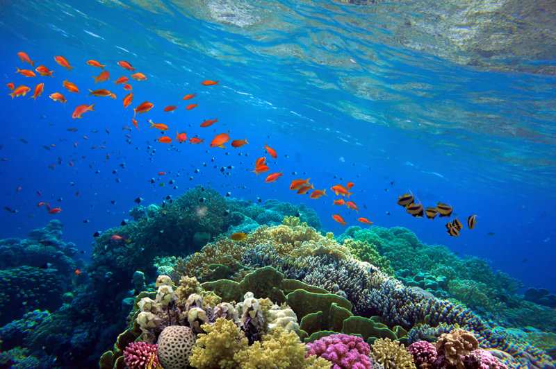 Κοραλλιογενής ύφαλος, Μπελίζ