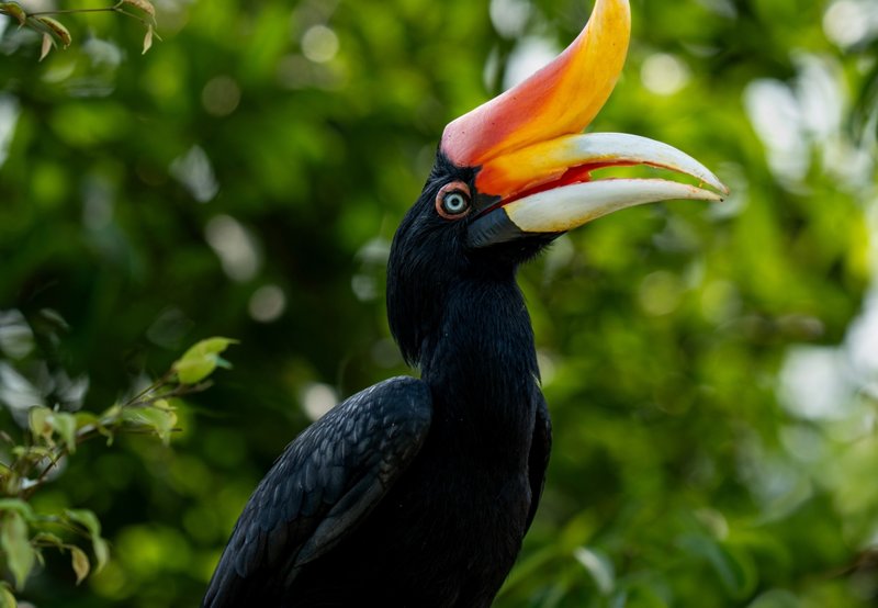 Πτηνό hornbill, Εθνικό Καταφύγιο Dzanga-Sangha