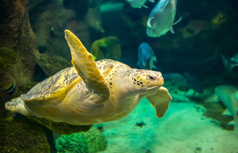 Θαλάσσιο πάρκο St Anne