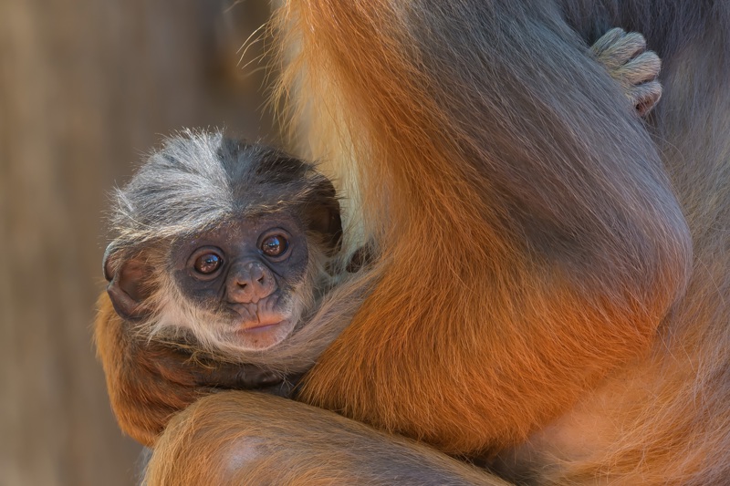 ΣΑΛΙ – ΤΖΟΑΛ ΦΑΤΖΟΥΤ – ΦΑΝΤΙΑΛ – ΣΑΛΙ