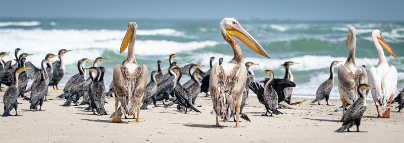Κορμοράνοι και πελεκάνοι. Σενεγάλη.