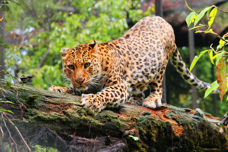 Ζωολογικός Κήπος Ντάρτζελινγκ