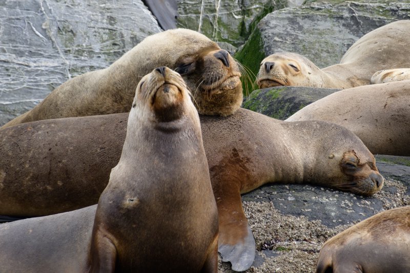 Βαρκάδα στη Διώρυγα του Beagle 