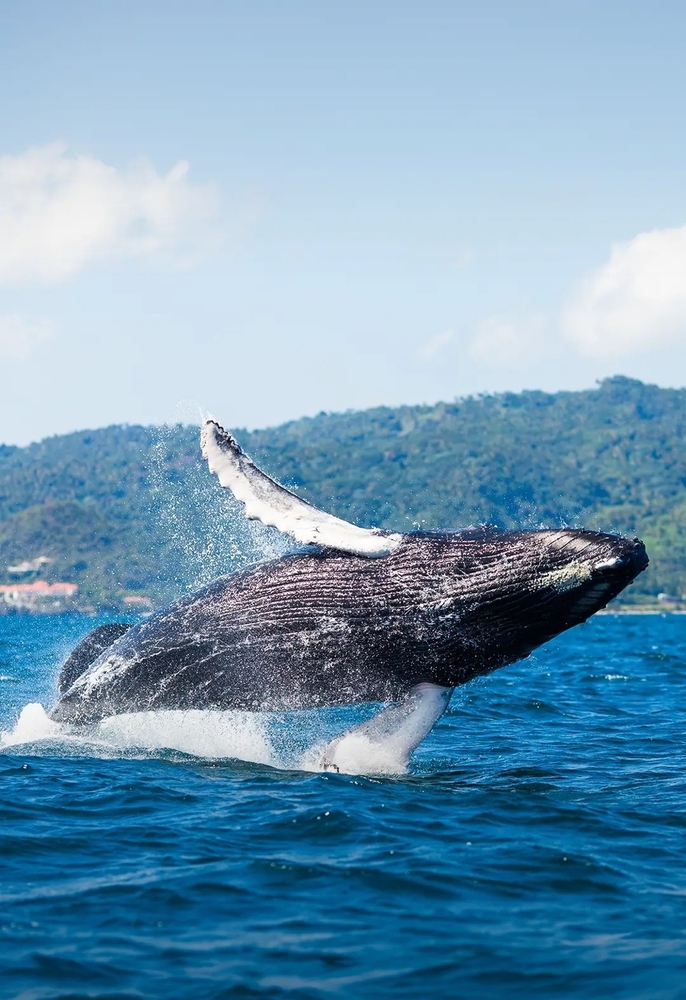 Κάντε παρατήρηση φαλαινών στο φιόρδ Έιγια, το μεγαλύτερο της Ισλανδίας 