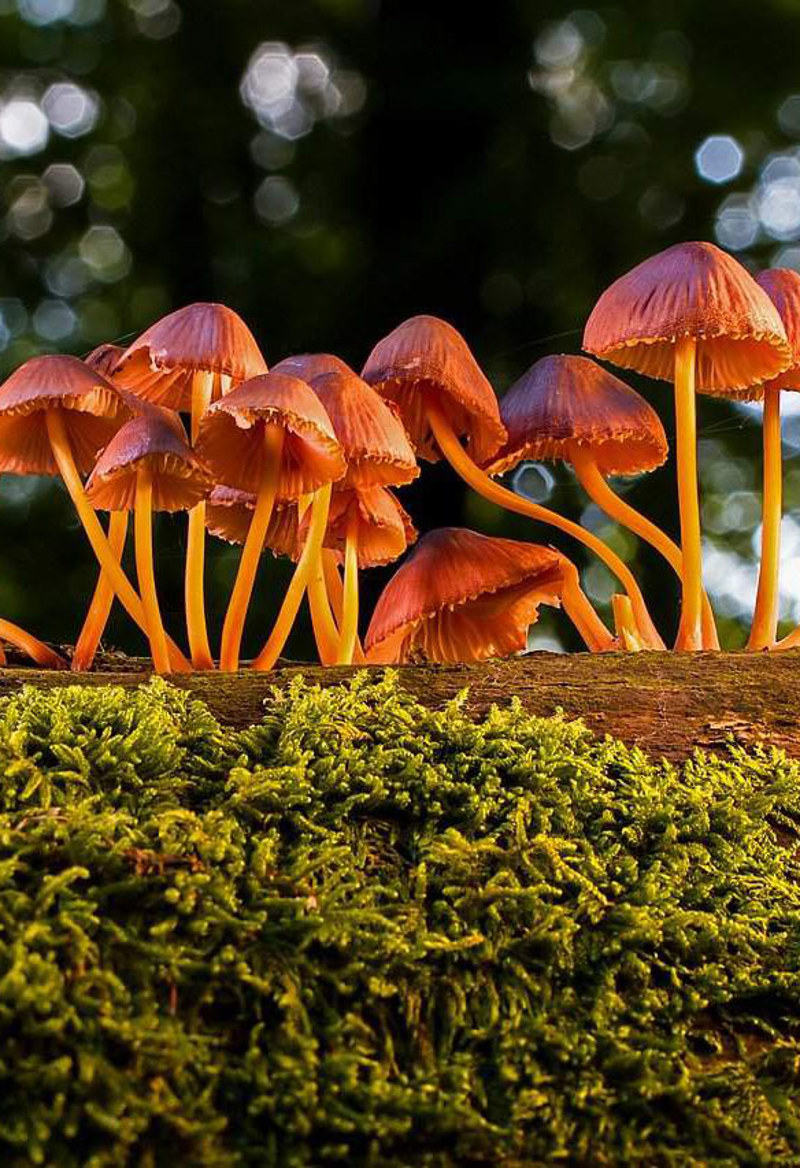 Στο Μουσείο Φυσικής Ιστορίας Μετεώρων και Μουσείο Μανιταριών