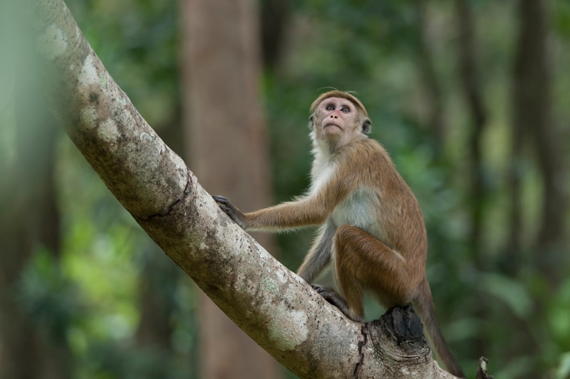 ΝΤΑΜΠΟΥΛΑ – ΠΟΛΟΝΑΡΟΥΑ – Εθνικό Πάρκο Μινερίγια (σαφάρι 4x4) – ΝΤΑΜΠΟΥΛΑ