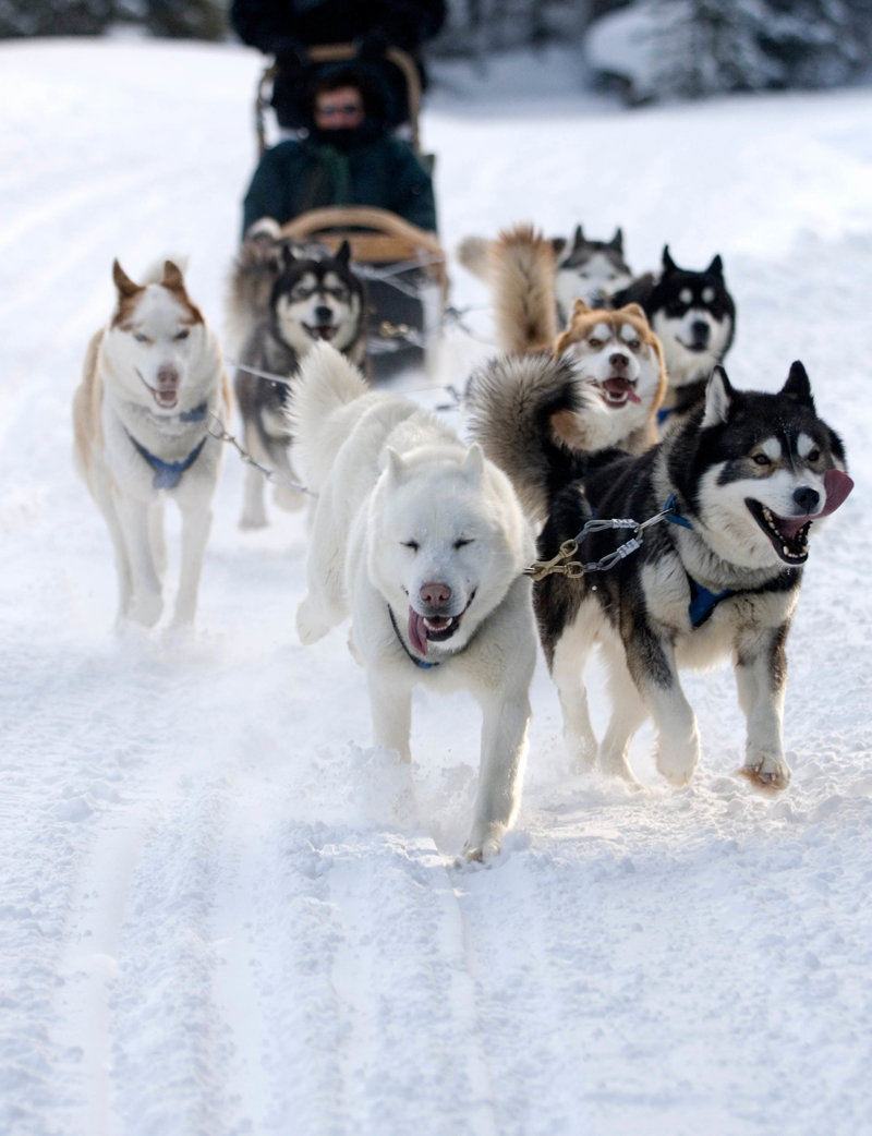 Διαδρομή με ειδικό αμαξίδιο που σέρνουν χάσκι