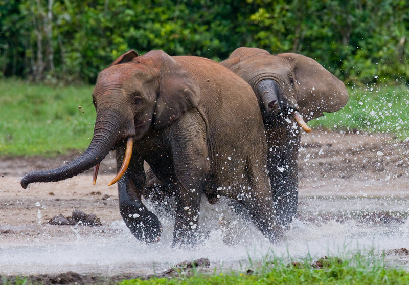 Dzanga Bai, δασικοί ελέφαντες 