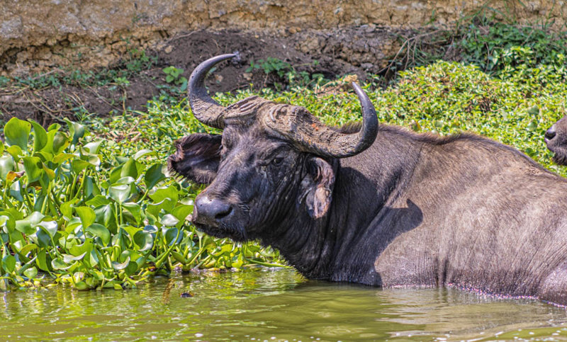 Βαρκάδα στο Κανάλι Kazinga