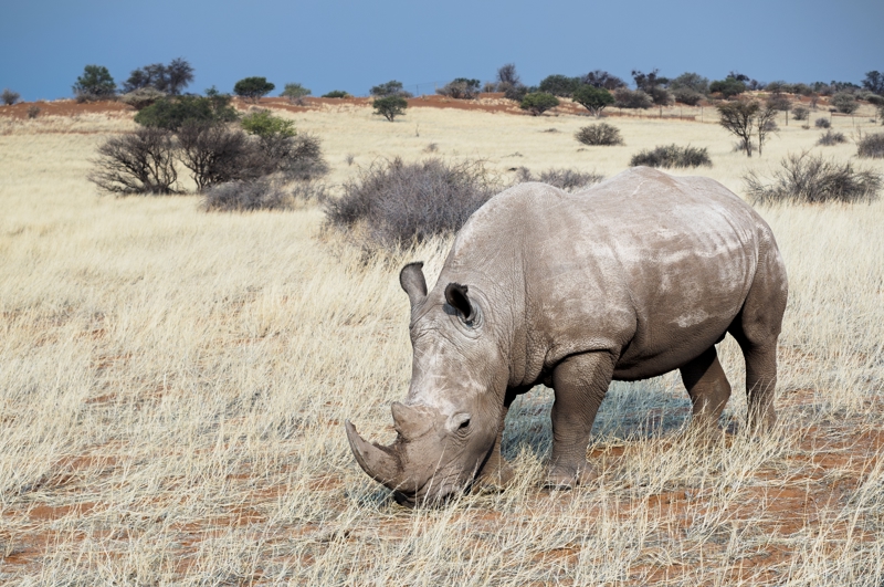 Παρατηρείστε λευκούς ρινόκερους!