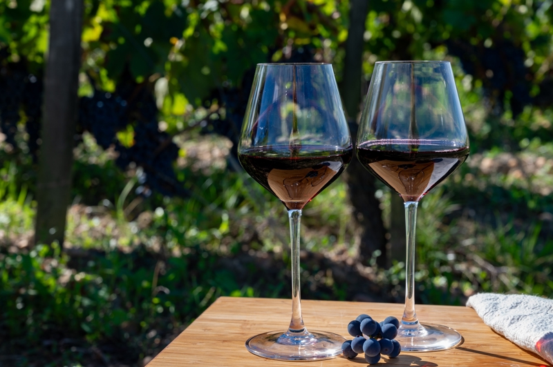 Δοκιμή των εκλεκτών Merlot και Cabernet Franc