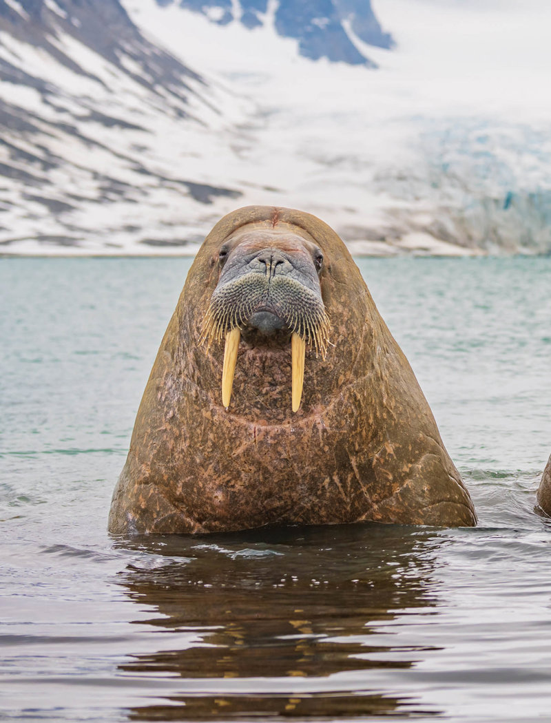Θα επιδοθούμε σε σαφάρι θαλάσσιων ίππων
