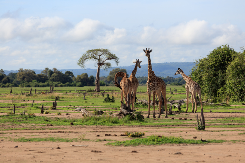 Eθνικό πάρκο Νότιας Λουάνγκβα, Ζάμπια