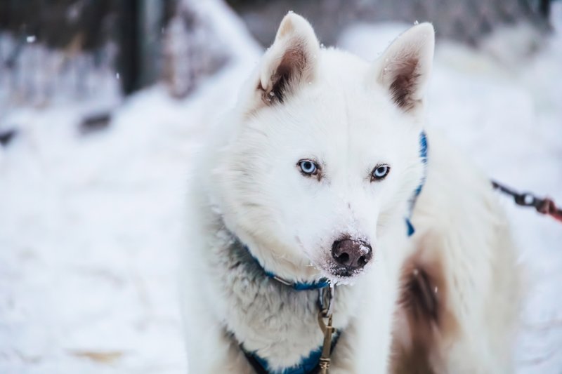 Τα αξιαγάπητα χάσκι 