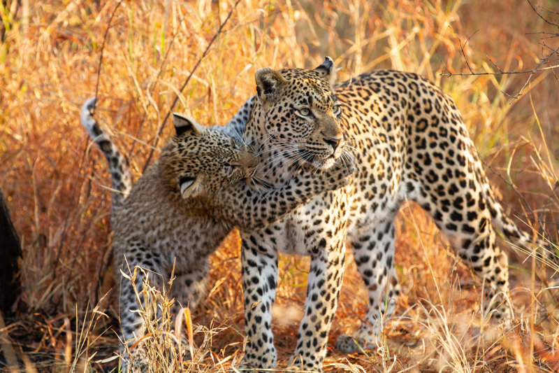 Εθνικό Πάρκο Κρούγκερ, Νότια Αφρική