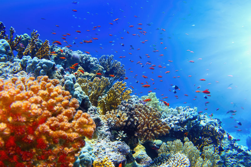 ΣΑΡΜ ΕΛ ΣΕΪΧ: Κρουαζιέρα στο Εθνικό Πάρκο Ρας Μοχάμεντ 