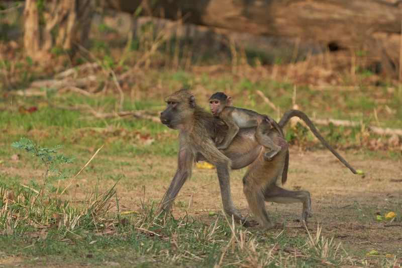 Σαφάρι στην Κοιλάδα Λουάνγκουα