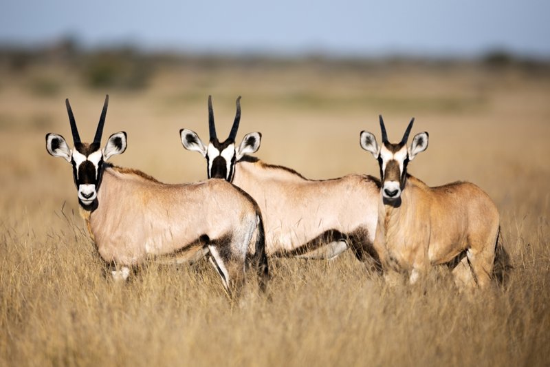 Δέλτα του ποταμού Kuiseb