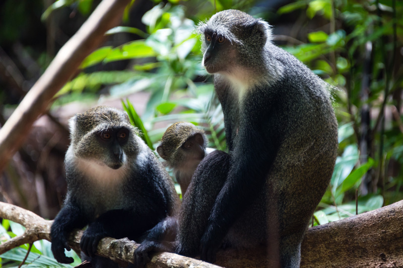 Δάσος Σοζάνι, Ζανζιβάρη