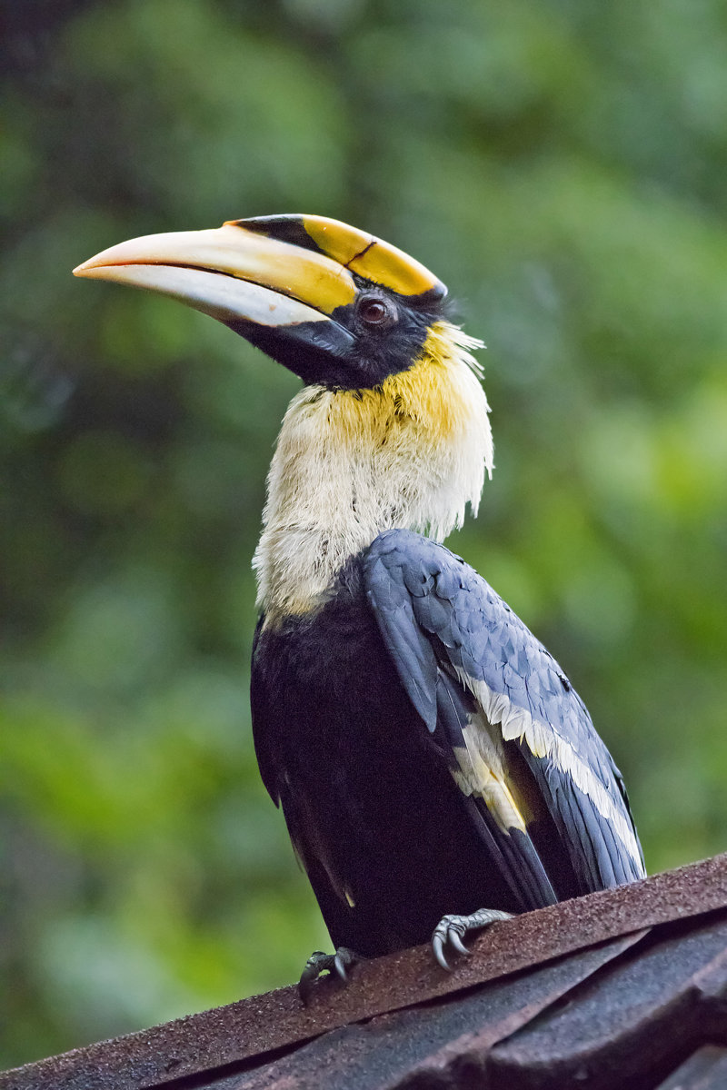 Διαμονή στη ζούγκλα Ταμάν Νεγκάρα