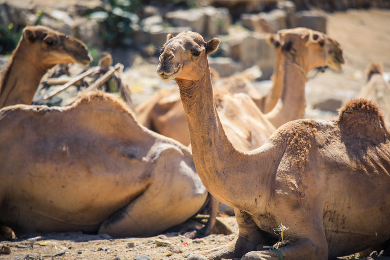 Επίσκεψη στην Αγορά Ζώων στην Κερέν