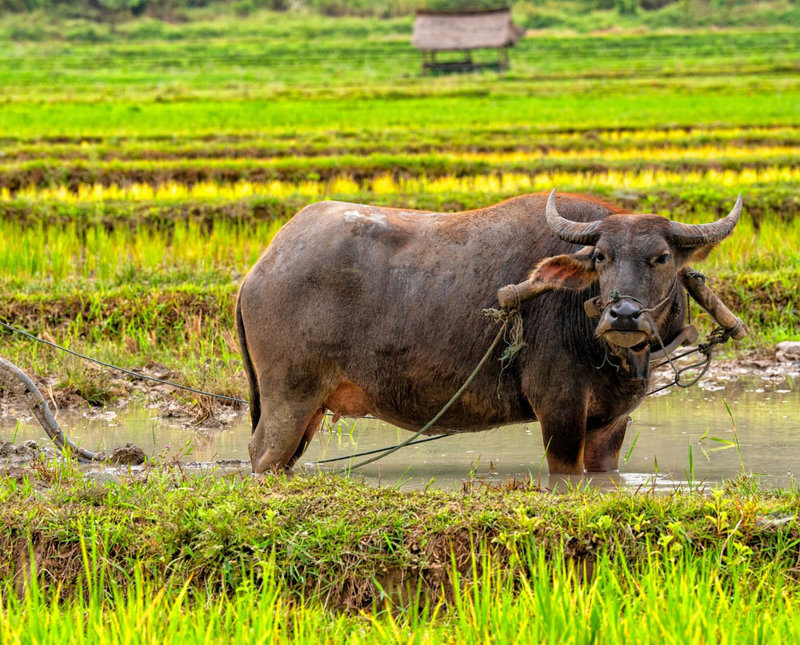 Διασκεδάζουμε στη φάρμα βουβαλιών 