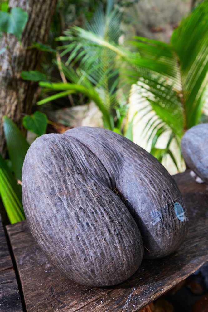 Θαυμάστε τα φοινικόδεντρα Κοκό ντε Μερ 