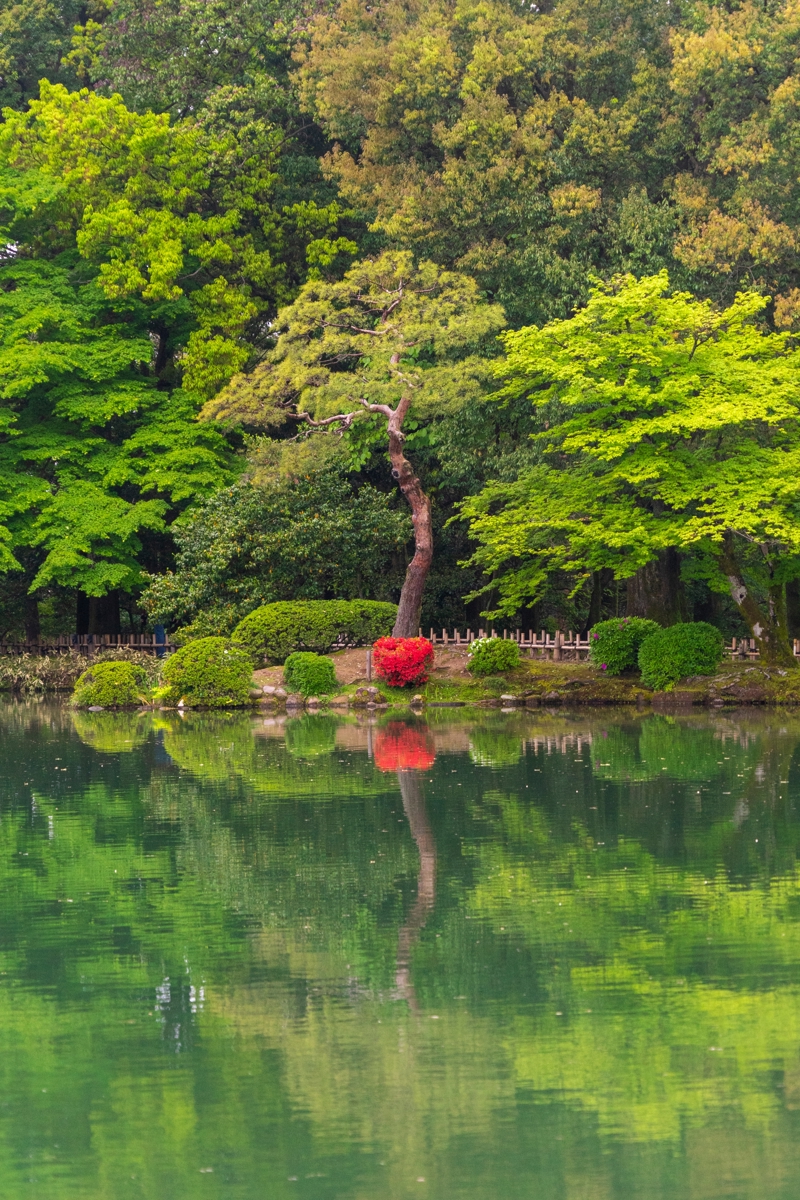 Δάσος Μπαμου