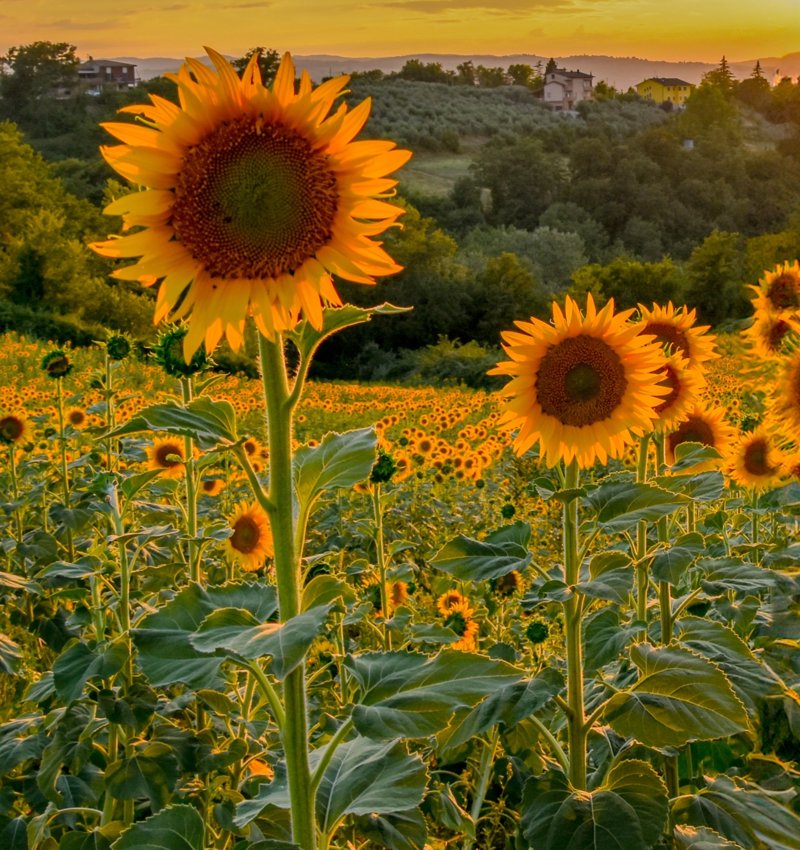 Ένα πλήρες πρόγραμμα Versus