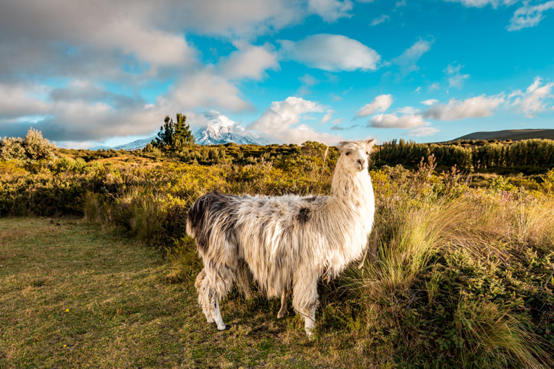 Το επιβλητικό Κοντοπάξι και ο Εθνικός Δρυμός 