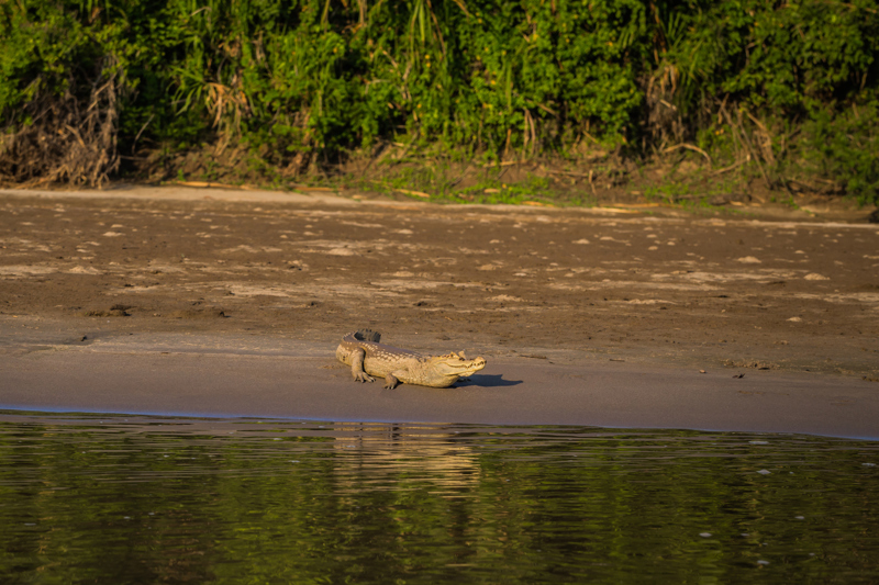 Σαφάρι αλιγάτορα